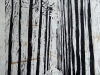 Helen Pakeman 'Day in pinewoods'