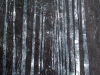Helen Pakeman 'Night in pinewoods'